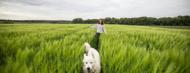A woman chasing after a white dog in a grassy field