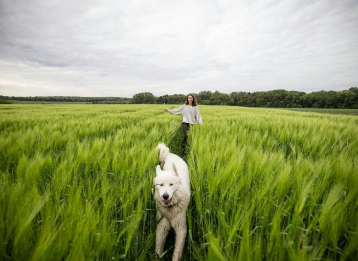 A woman chasing after a white dog in a grassy field