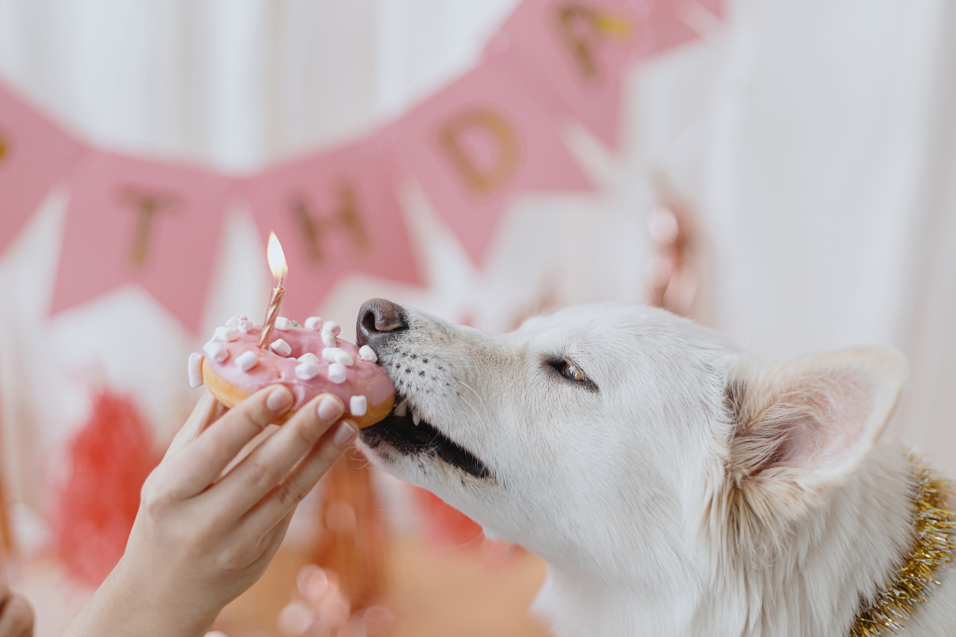 Een hond die op een verjaardagsfeestje in een donut bijt
