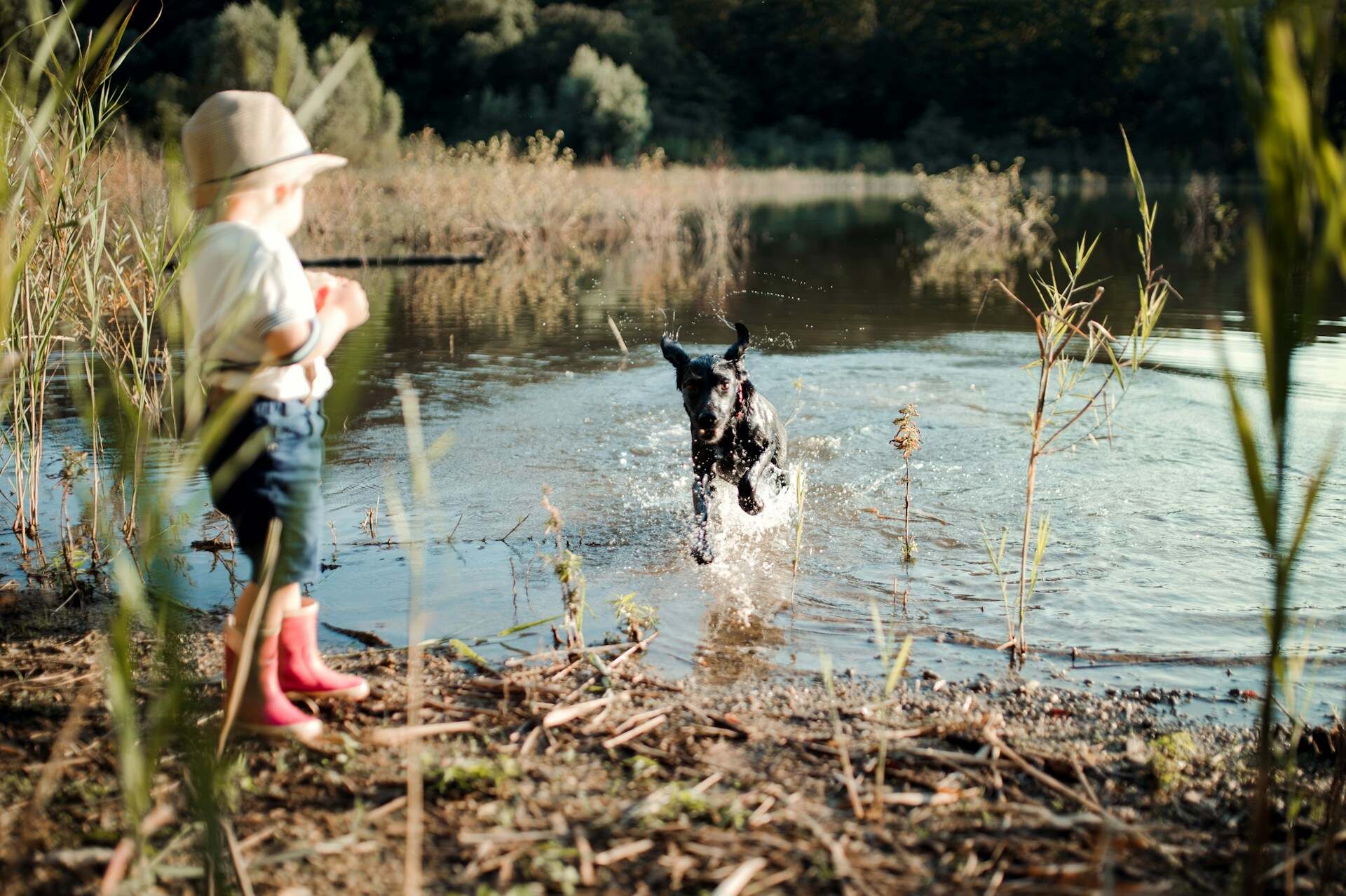 A dog splashing in a pond next to a child