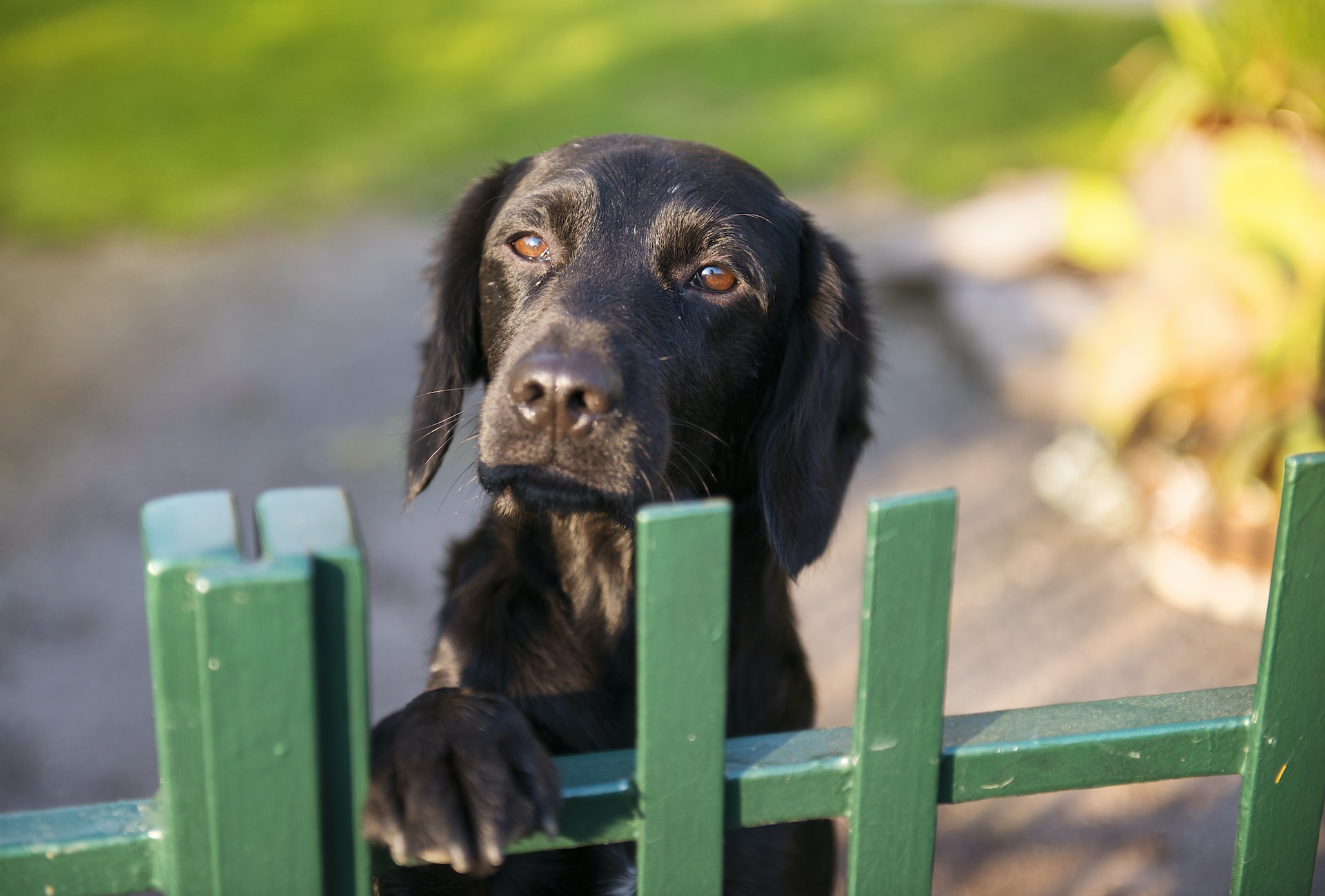 Een zwarte hond die over een groen hek kijkt