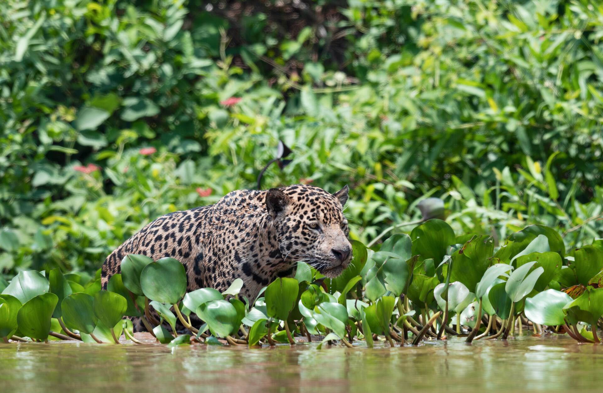 A jaguar swimming in a lake filled with plants