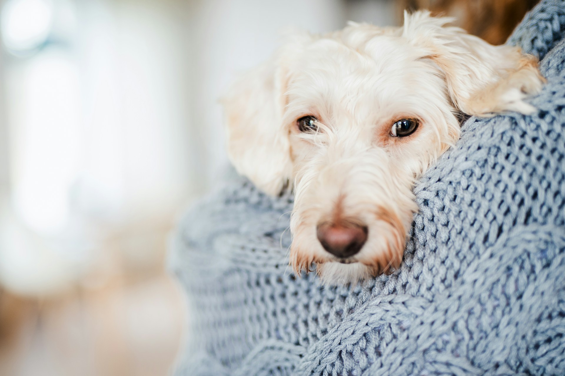 A sick dog cuddled by a woman wearing a blue sweater