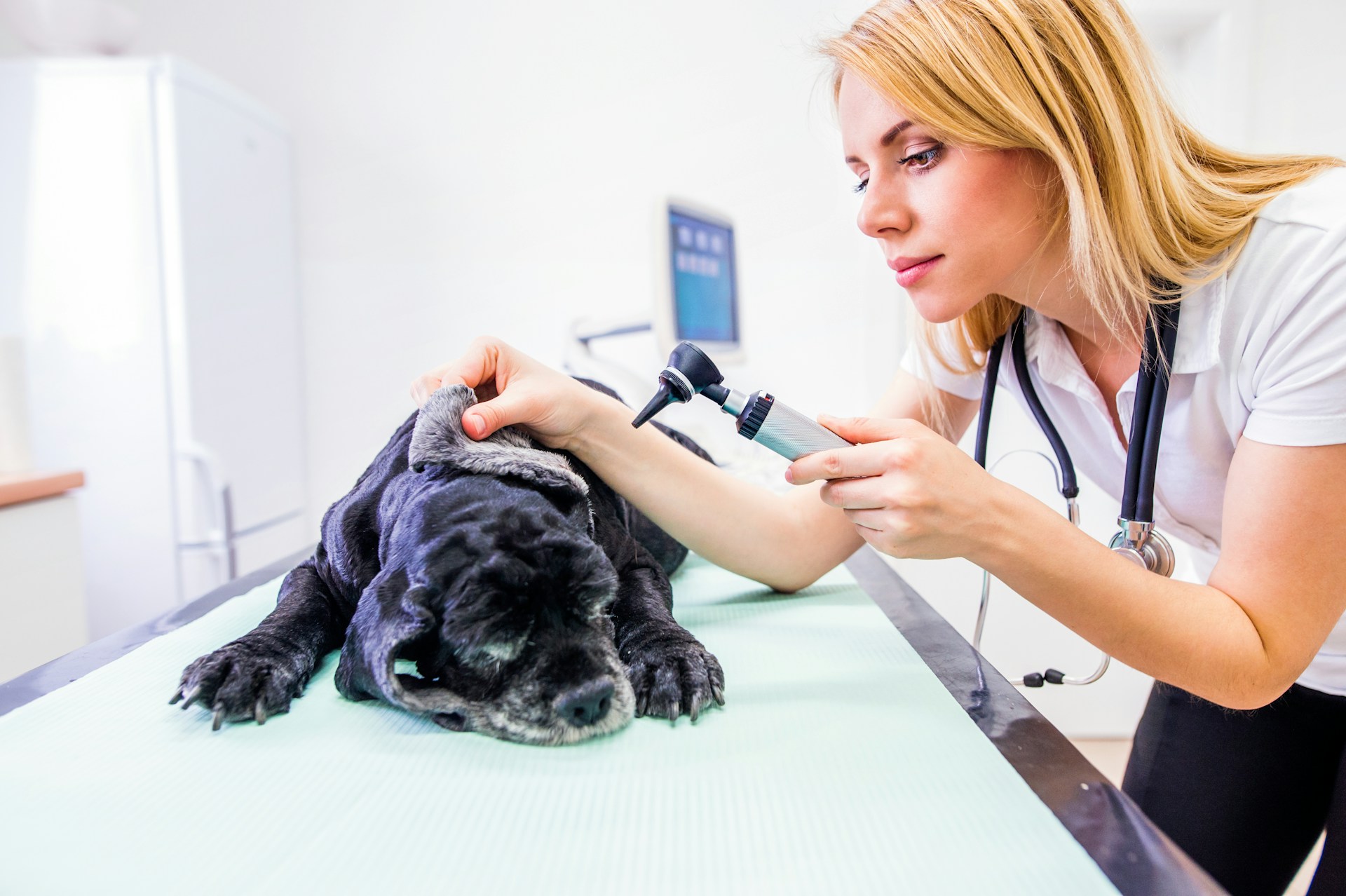 A vet lifting the flap of a dog's ear to inspect at a clinic
