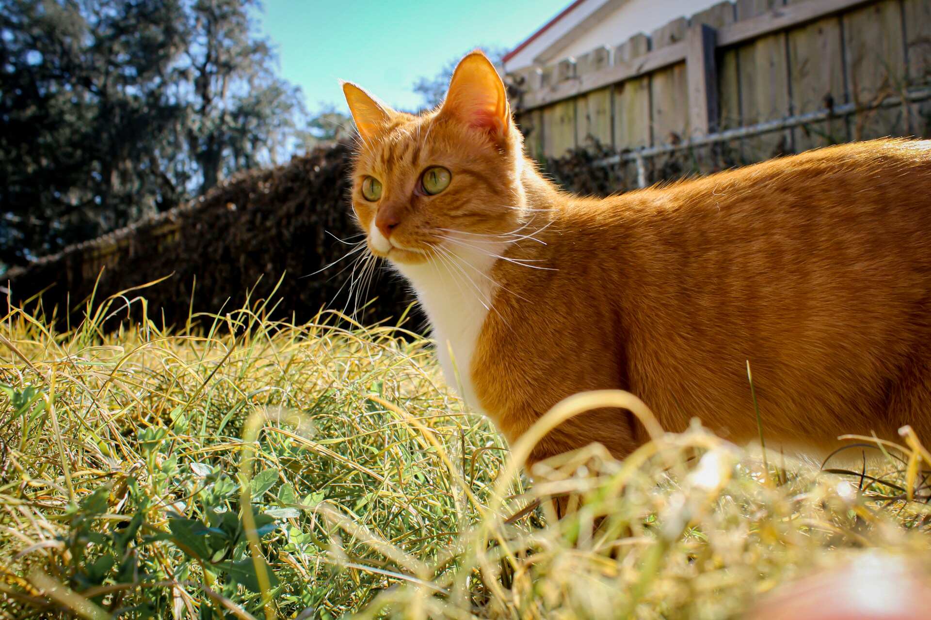 An orange cat exploring a sunny field outdoors