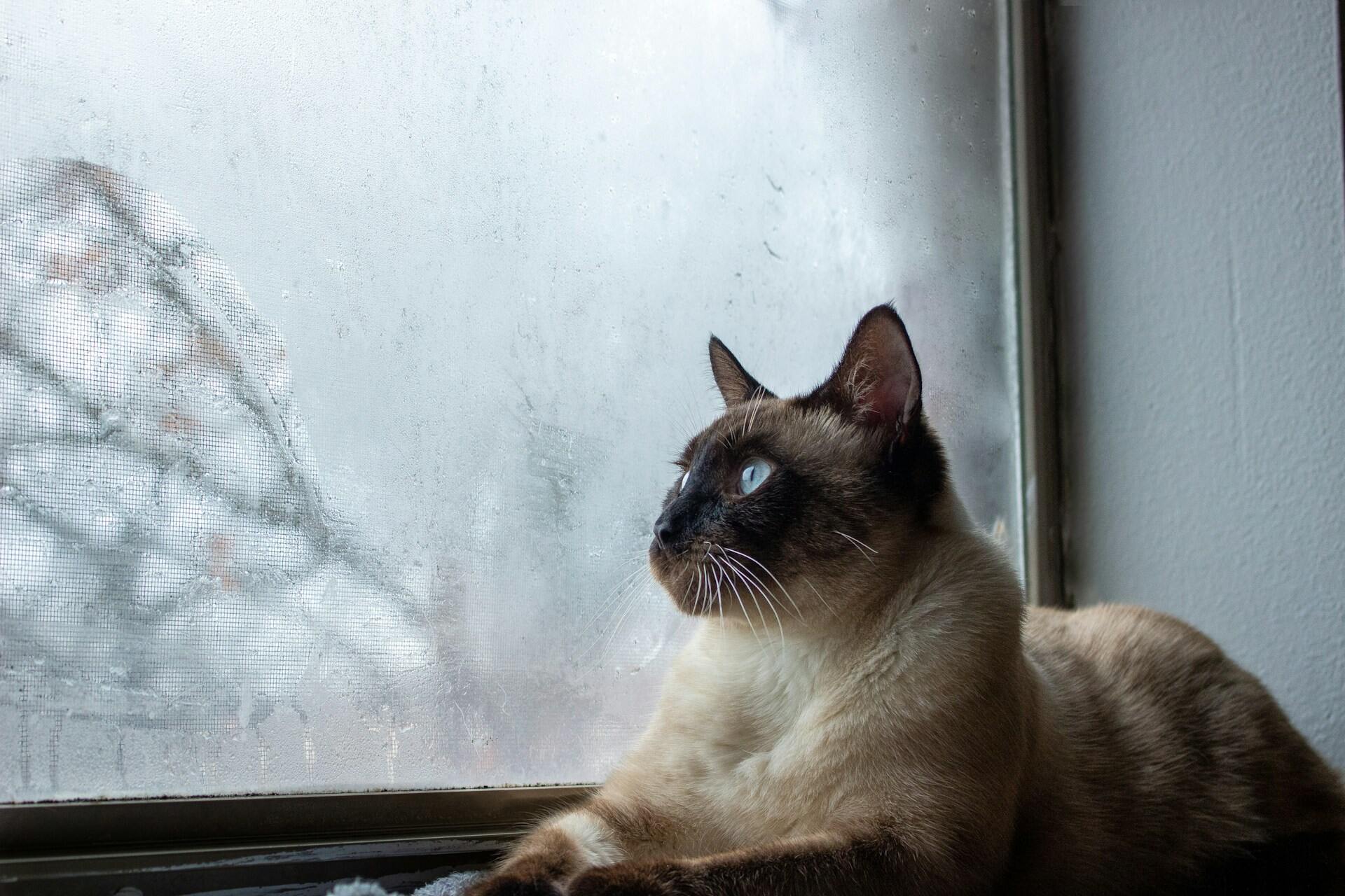 A blue-eyed Siamese cat sitting by a window indoors