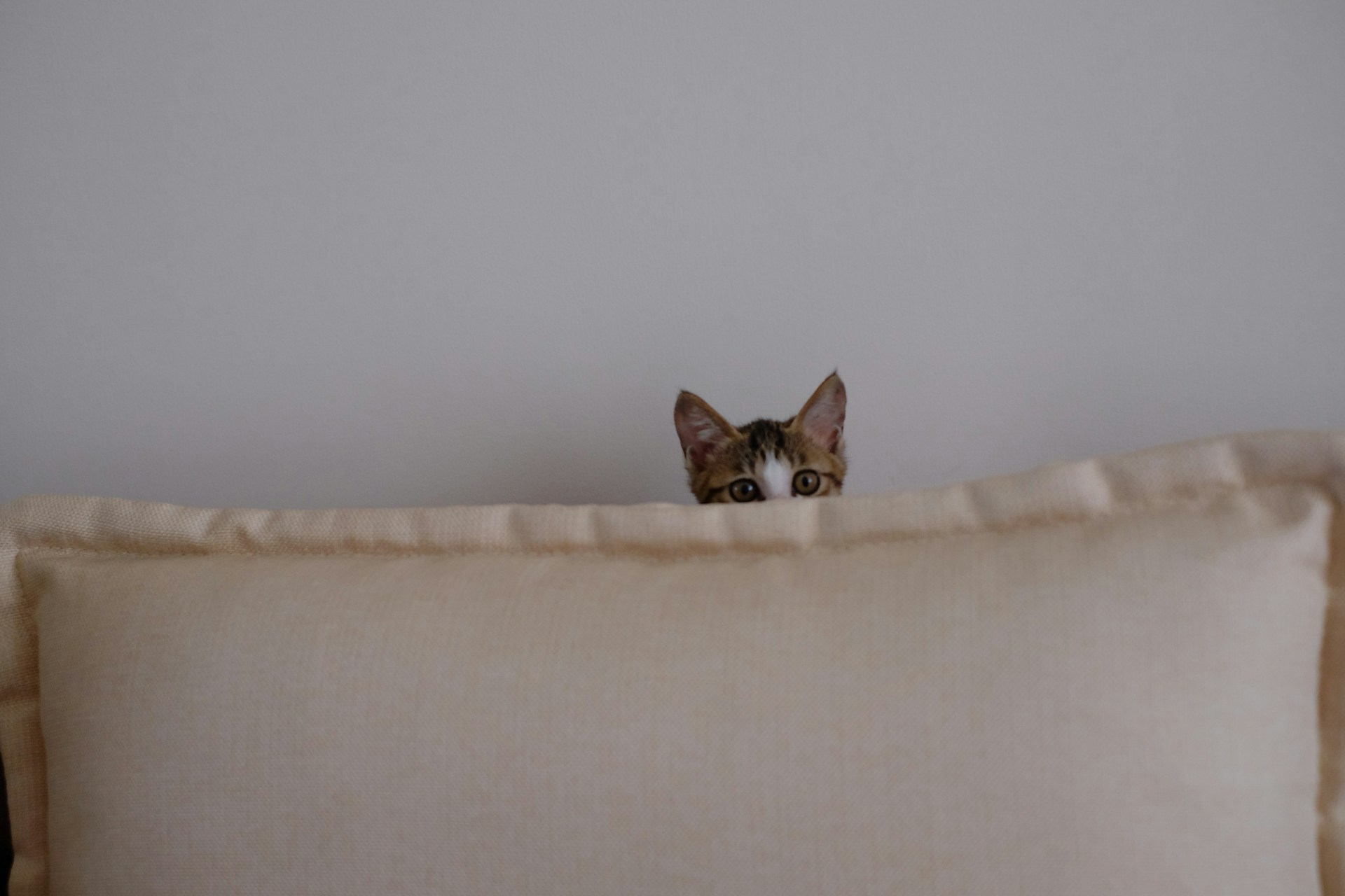 A small cat hiding behind a couch pillow