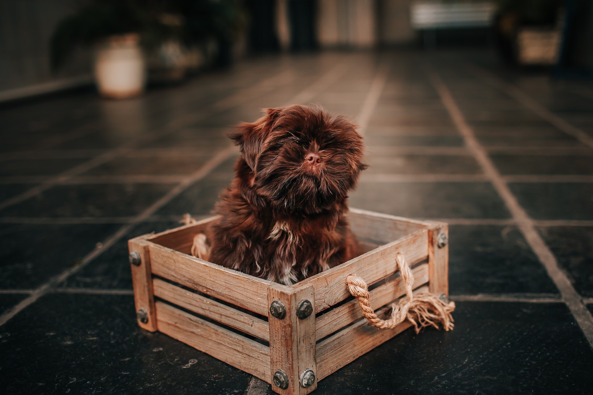 A small brown dog sitting inside a wooden crate indoors
