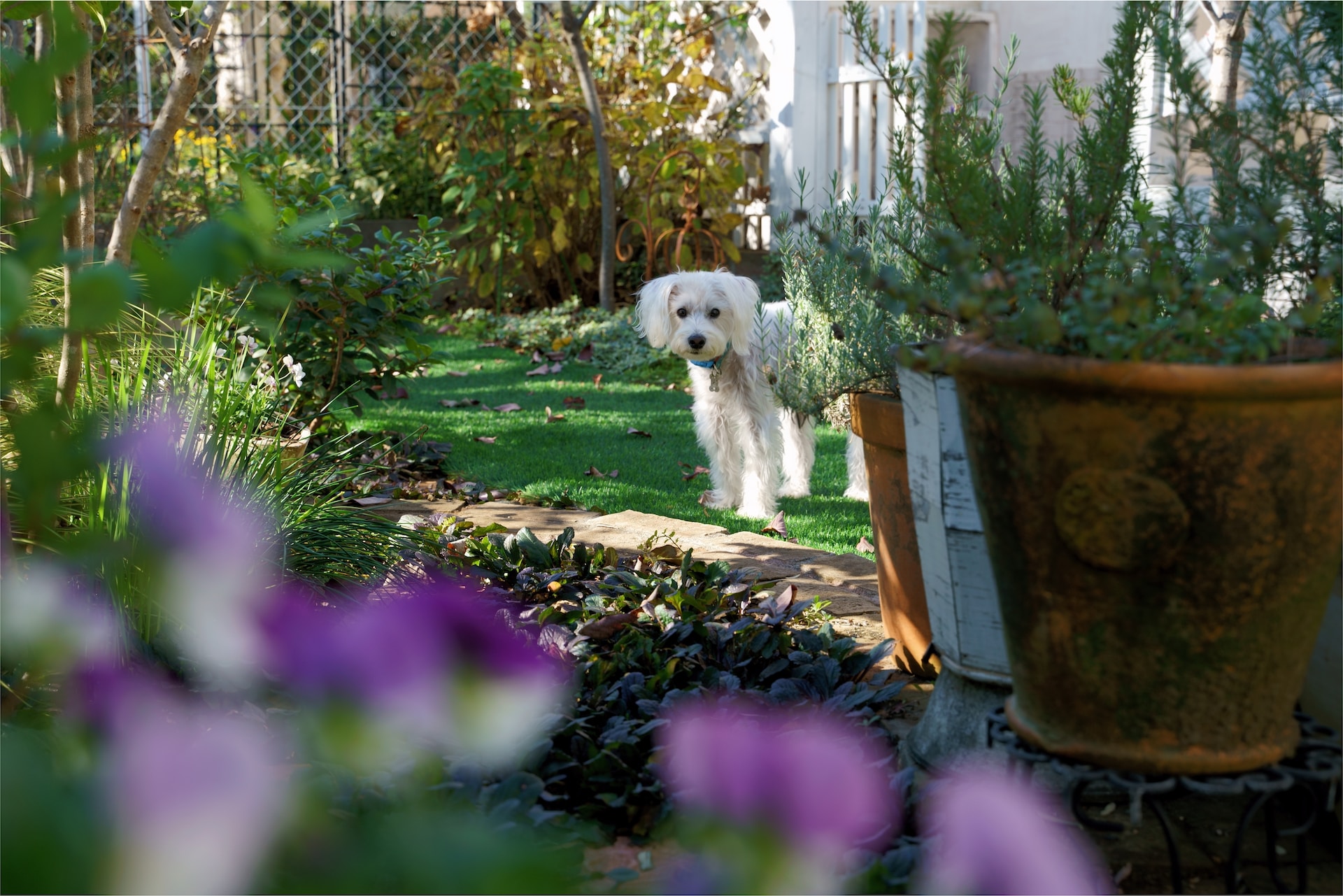 En liten vit hund som utforskar en trädgård med blommor