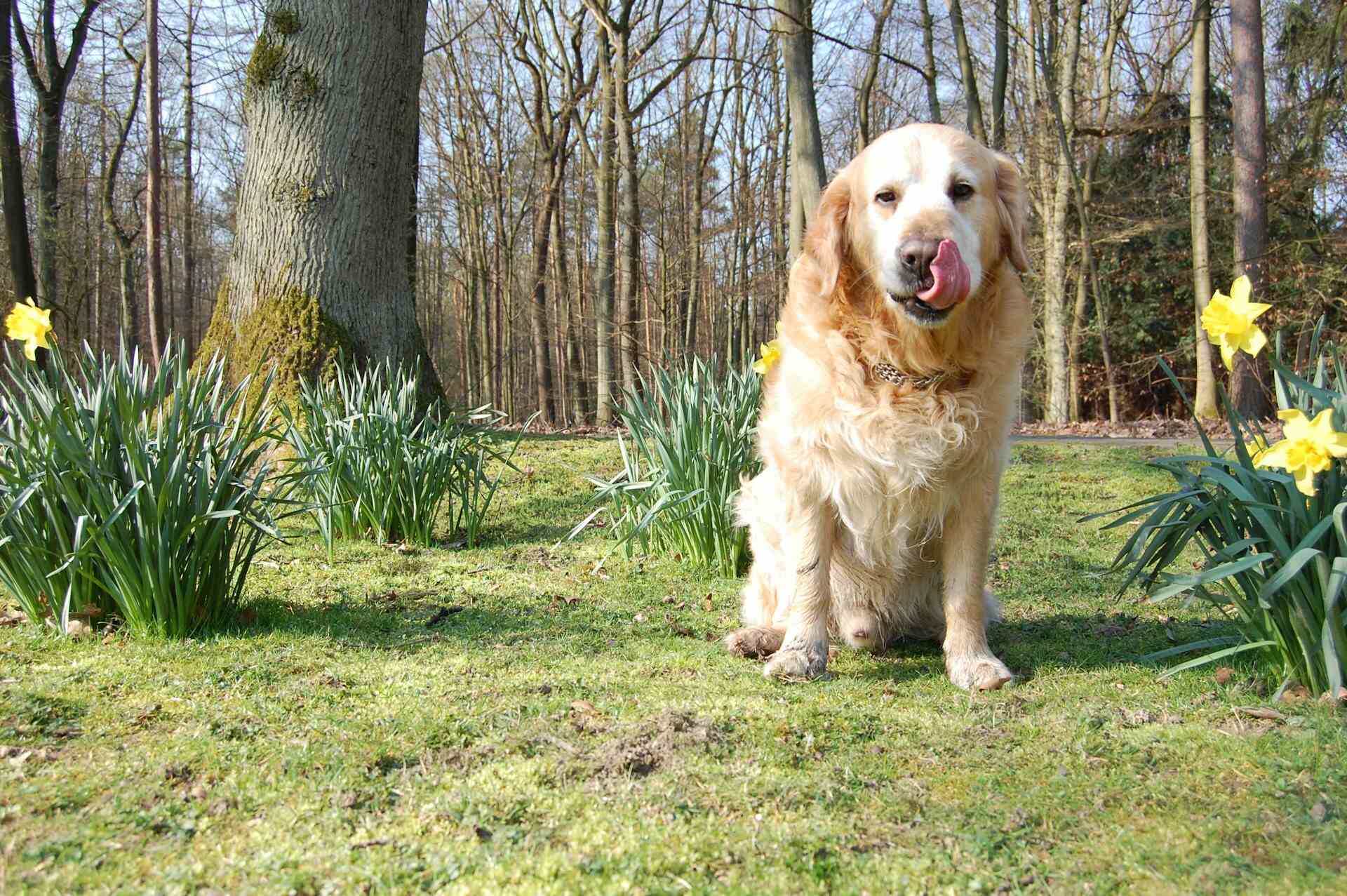 A Golden Retriever sitting outdoors in a sunny lawn