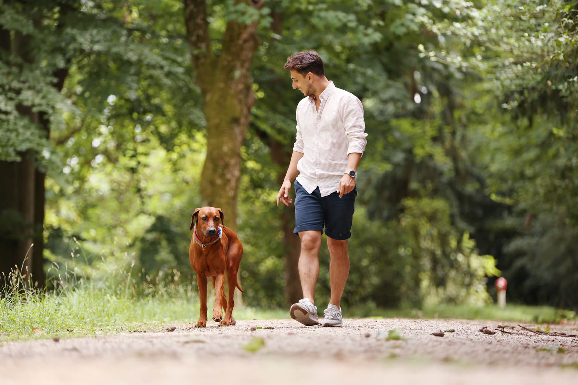 jeune homme en chemise et en shorts se promenant sur une allée en gravier avec un chien au poil brun portant un GPS Tractive