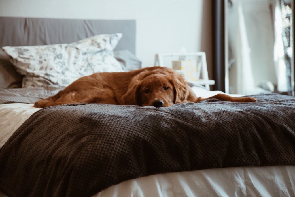 Brauner Hund liegt müde auf dem Bett