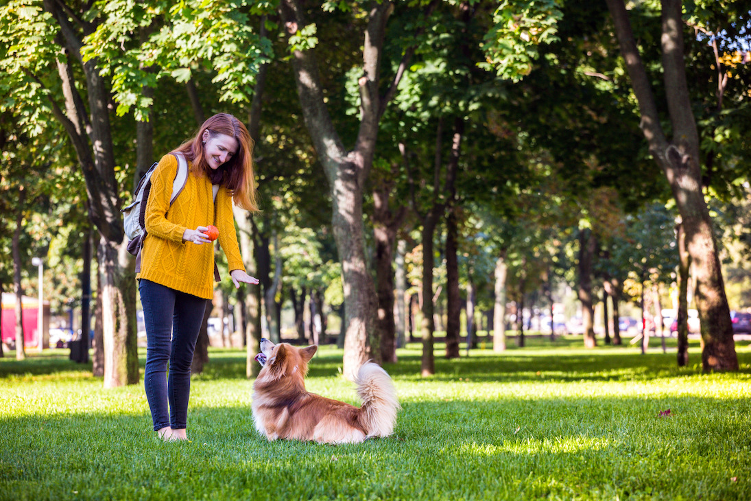 Frau trainiert mit ihrem Hund in der Wiese