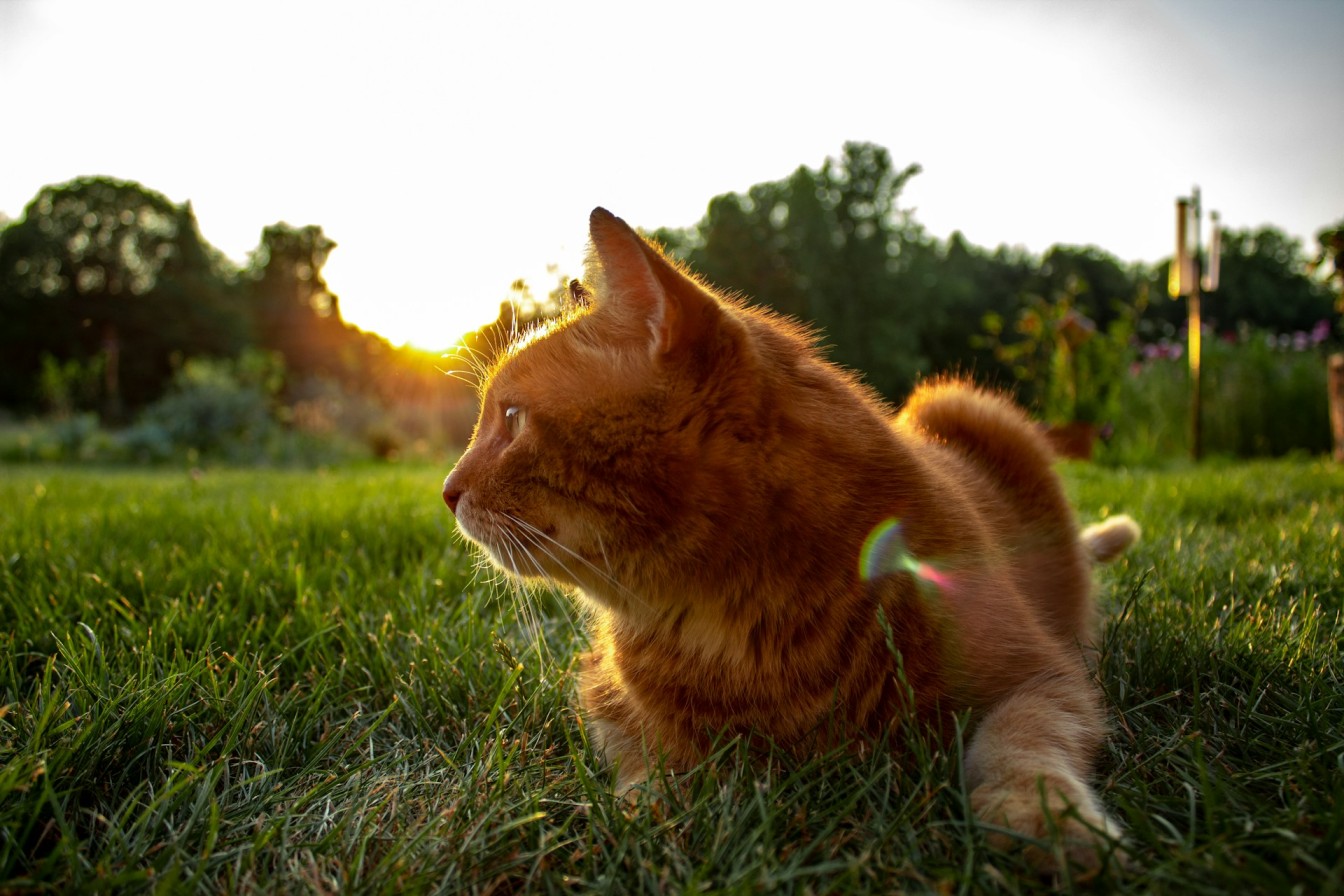 An outdoor cat sitting in a grassy lawn outdoors