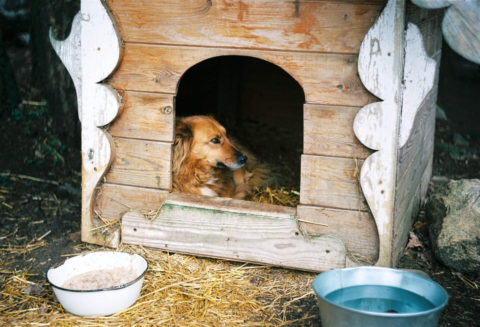 A dog rests inside an outdoor wooden shelter filled with straw