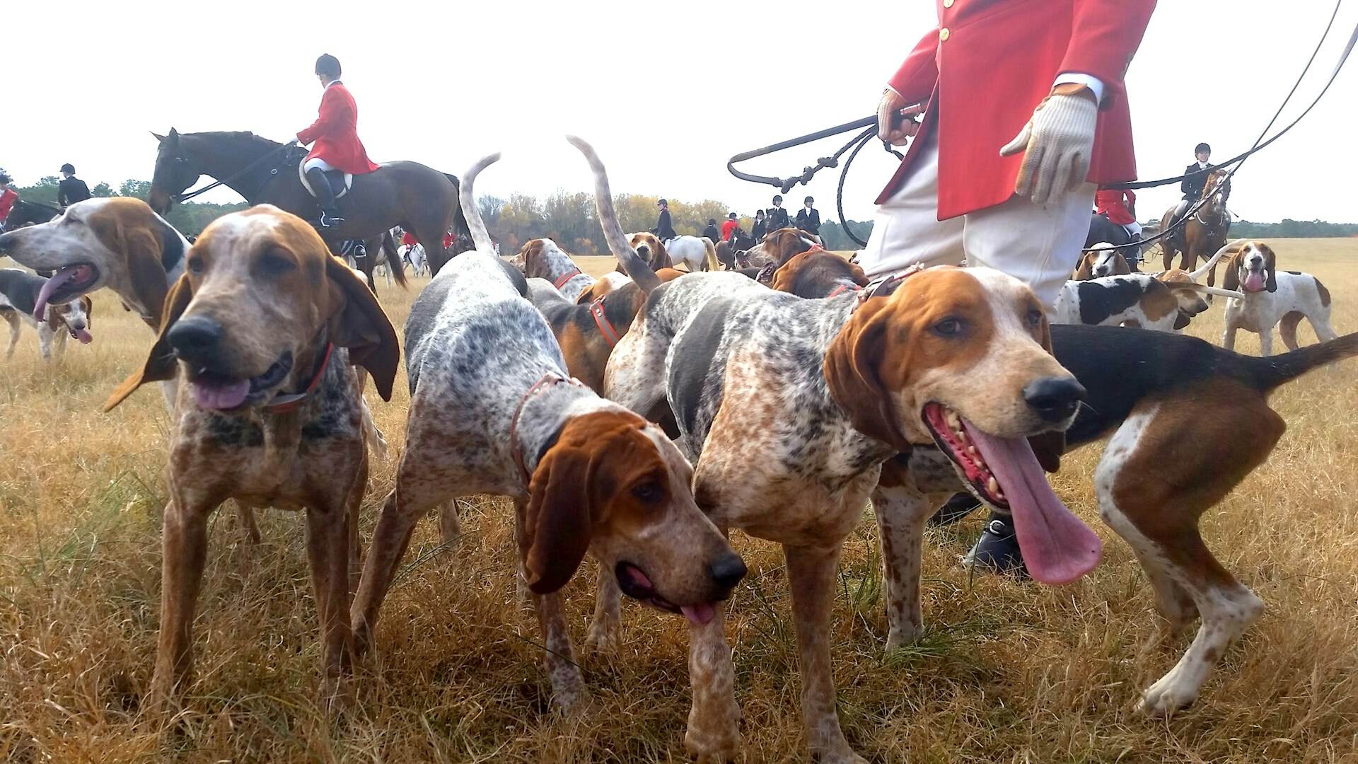 A pack of Beagles playing in an outdoor field