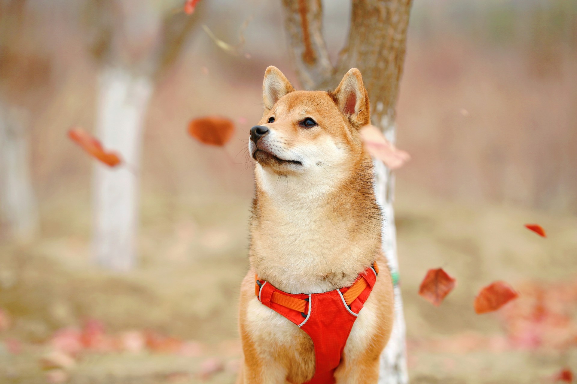 A Shiba Inu sitting outdoors surrounded by falling leaves