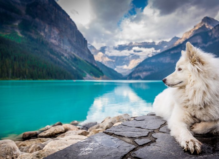 A white dog sitting by a mountain lake