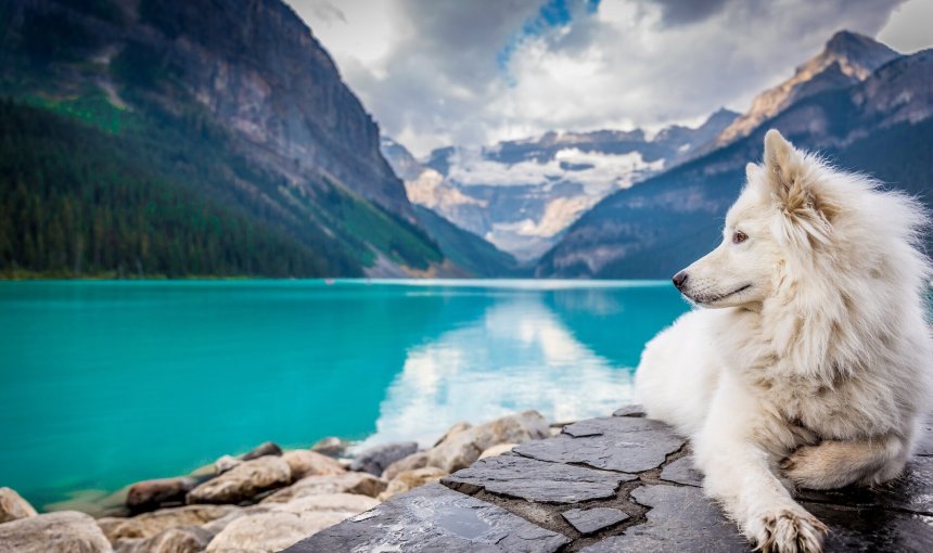 A white dog sitting by a mountain lake