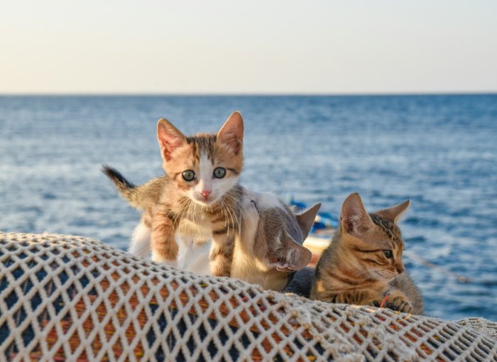 A litter of kittens sitting on a net by the sea