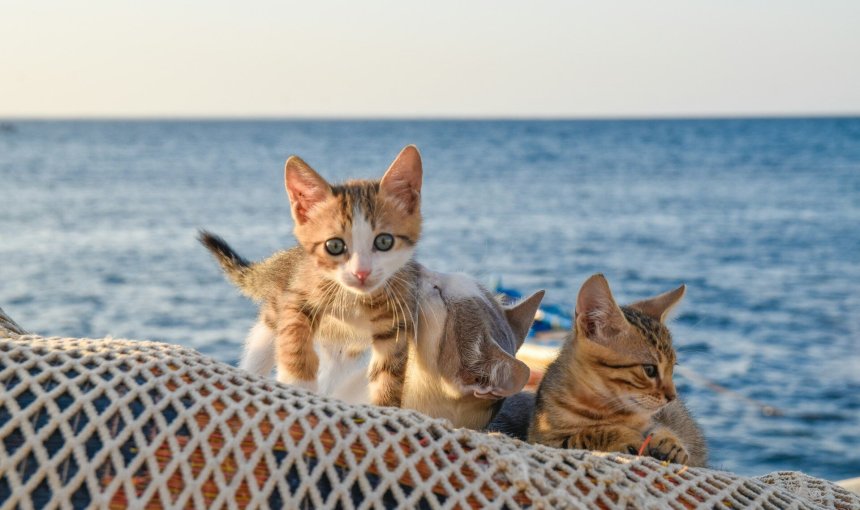 A litter of kittens sitting on a net by the sea