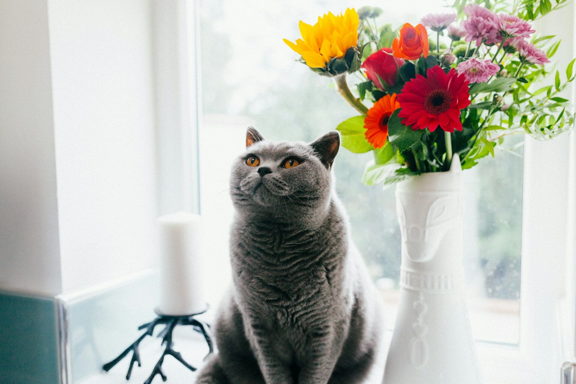 A British Shorthair cat sitting by a white vase of flowers