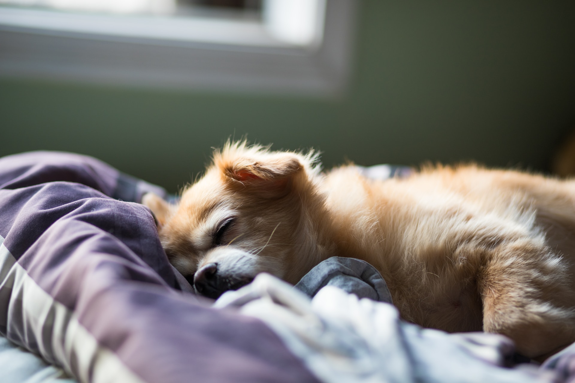 Een puppy die op een bed slaapt