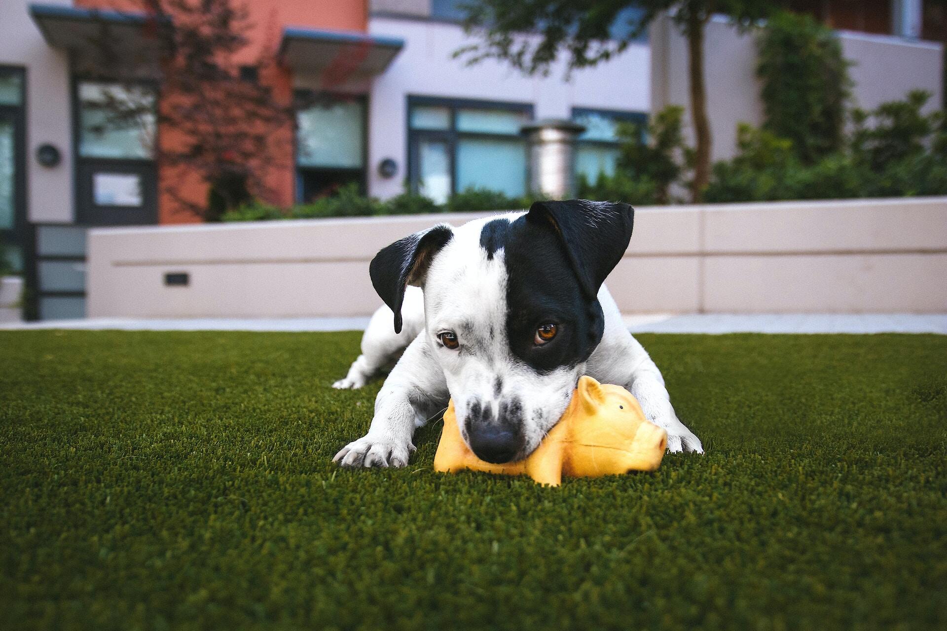 A dog chewing on a rubber toy in a lawn