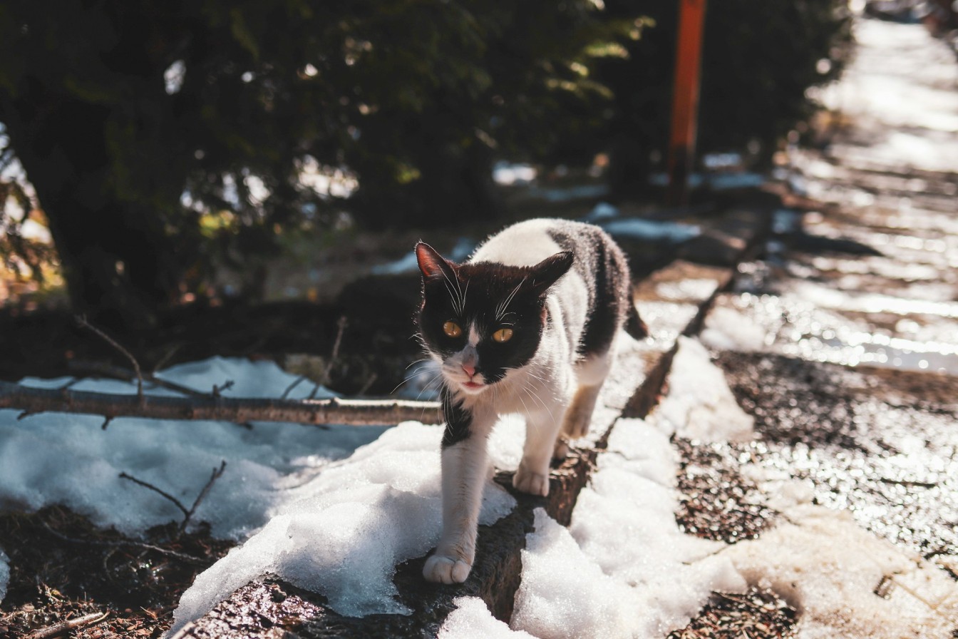 An outdoor cat wandering their territory in the snow