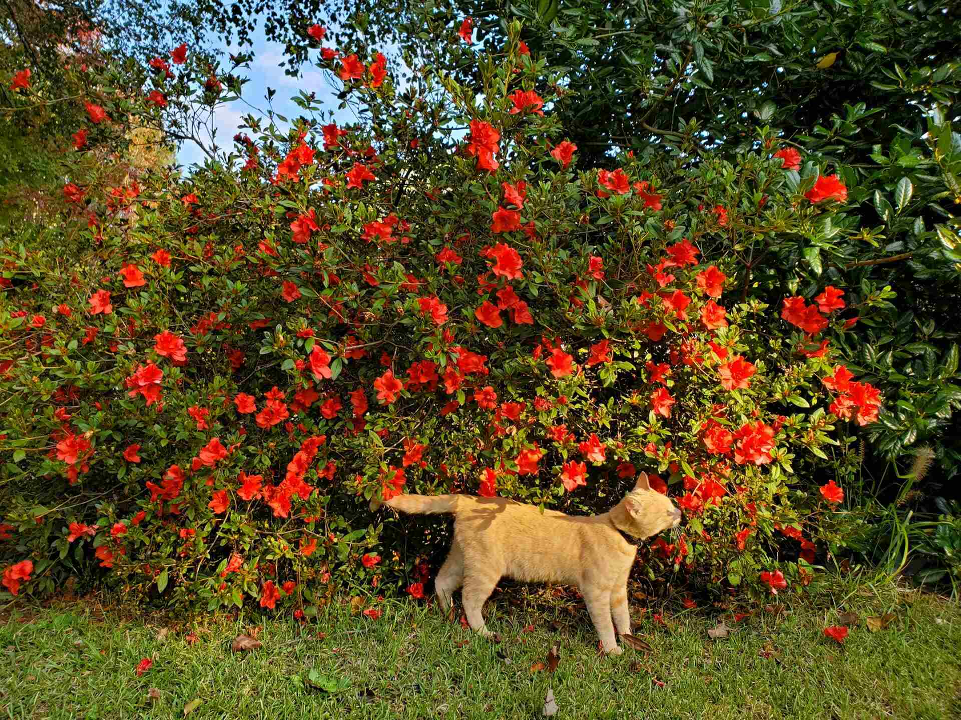 A brown cat wearing a collar sniffing at a bush full of red flowers