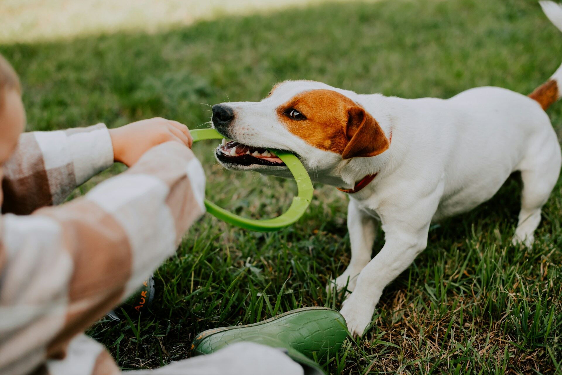 A puppy biting into a chew toy in a game of tug of war