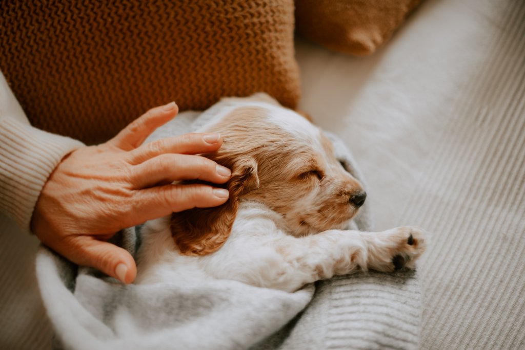 How to Handle Littermate Syndrome in Dogs Tractive