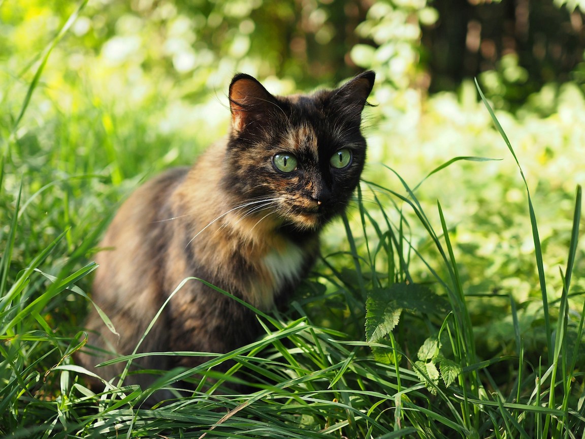 Dreifärbige Katze im Gras