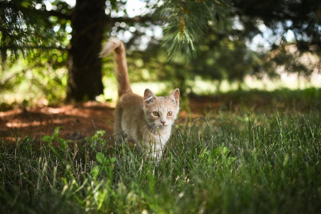 Umzug Mit Katze: Stressfrei Ins Neue Heim | Tractive