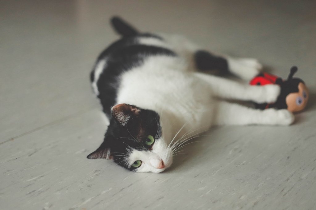 Schwarz-weiße Katze spielt mit einem Marienkäfer-Spielzeug