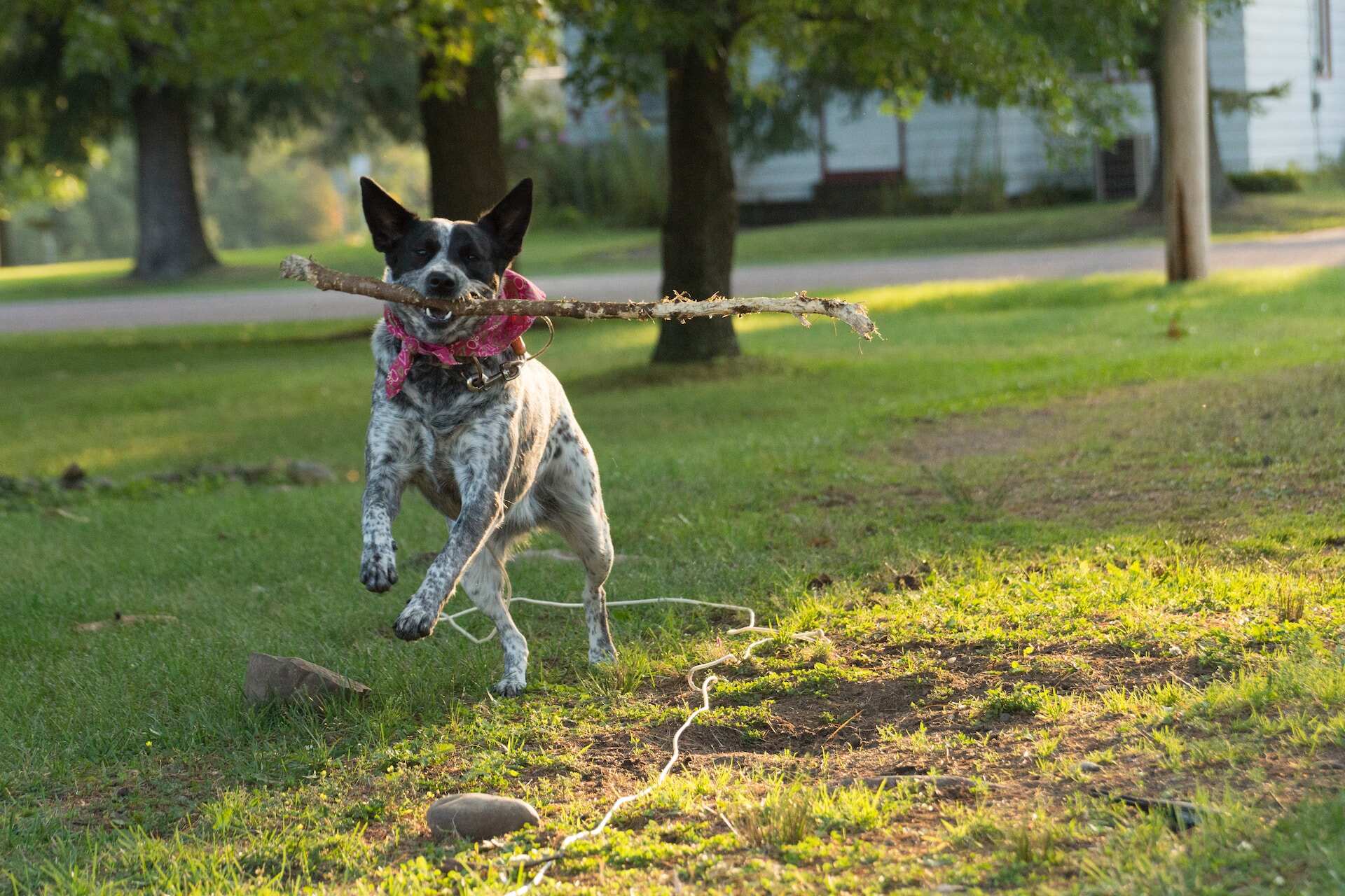 An Australian Cattle dog carrying a stick in their mouth running in a lawn