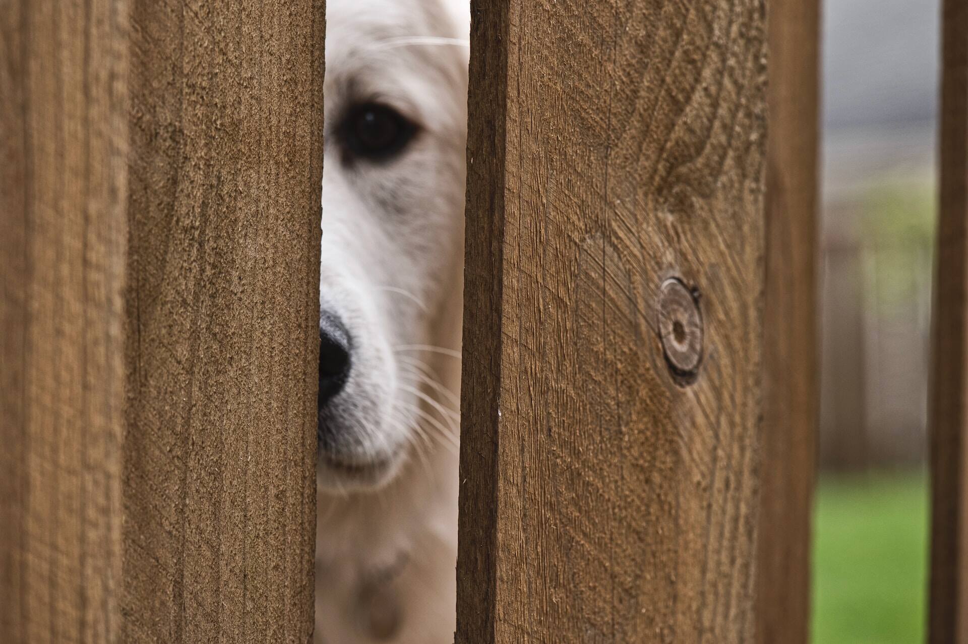 A dog peers through the wooden slats of a fence