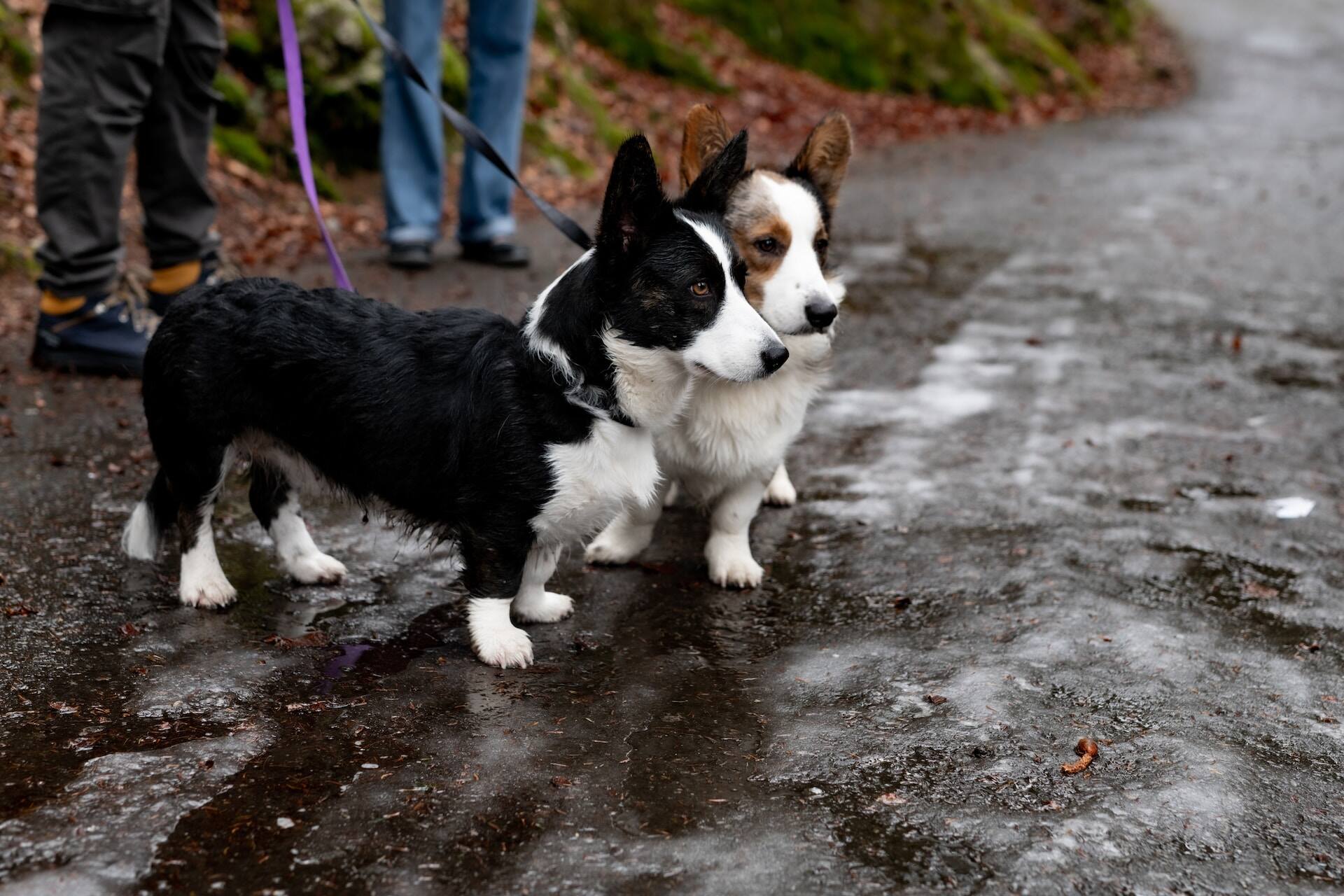 Two Corgis walking on leashes outdoors on an icy path