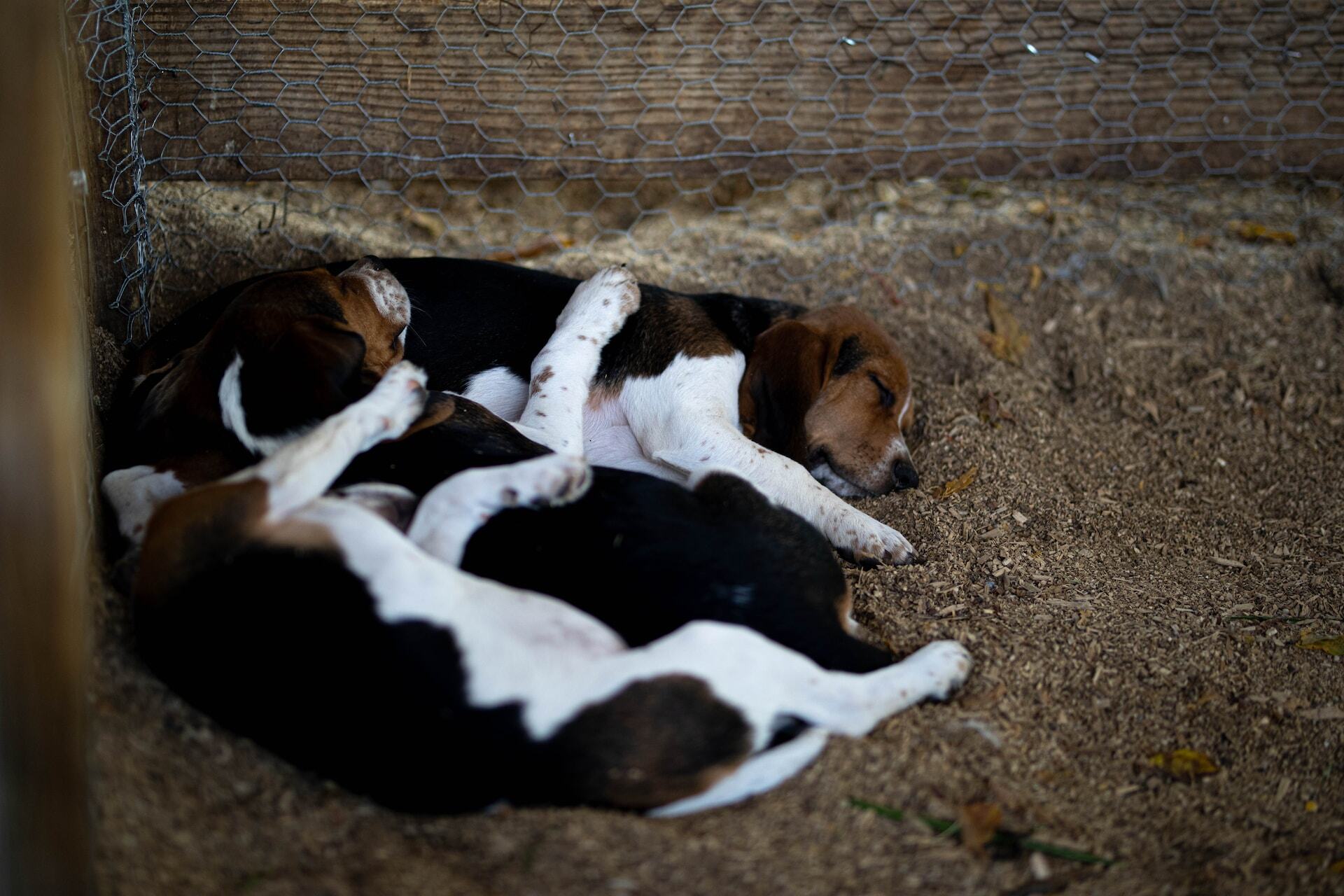 A litter of Beagles sleeping together in a shed