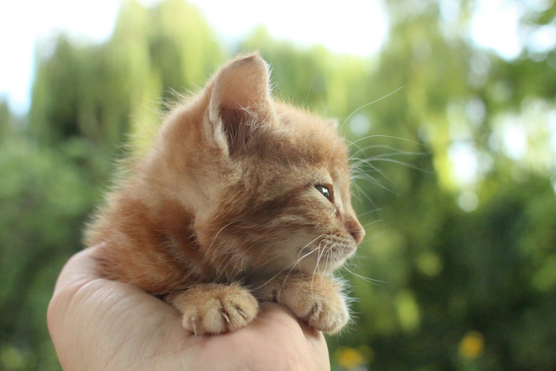 A small brown kitten in a sunny garden