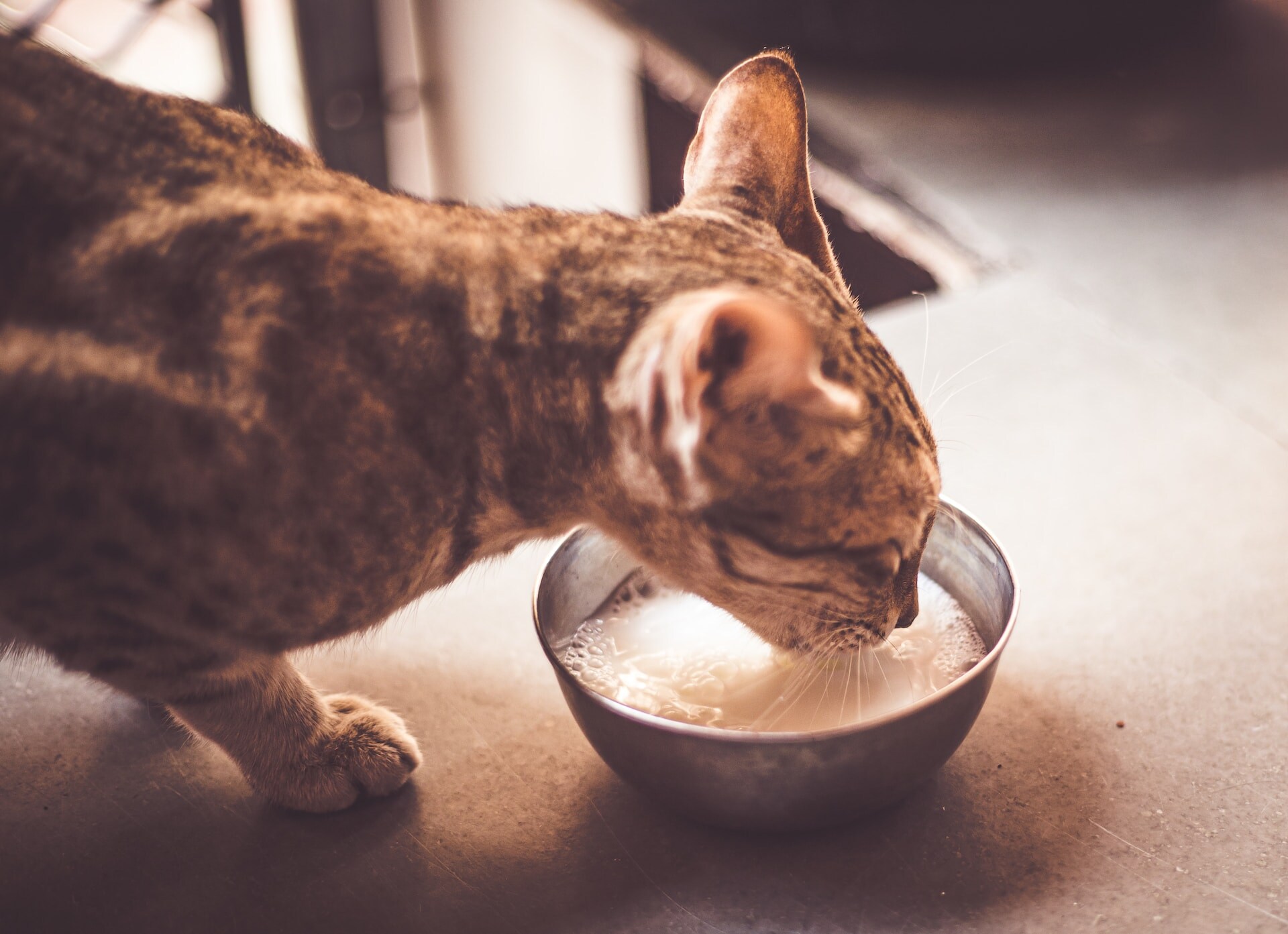 A cat drinking from a heated bowl