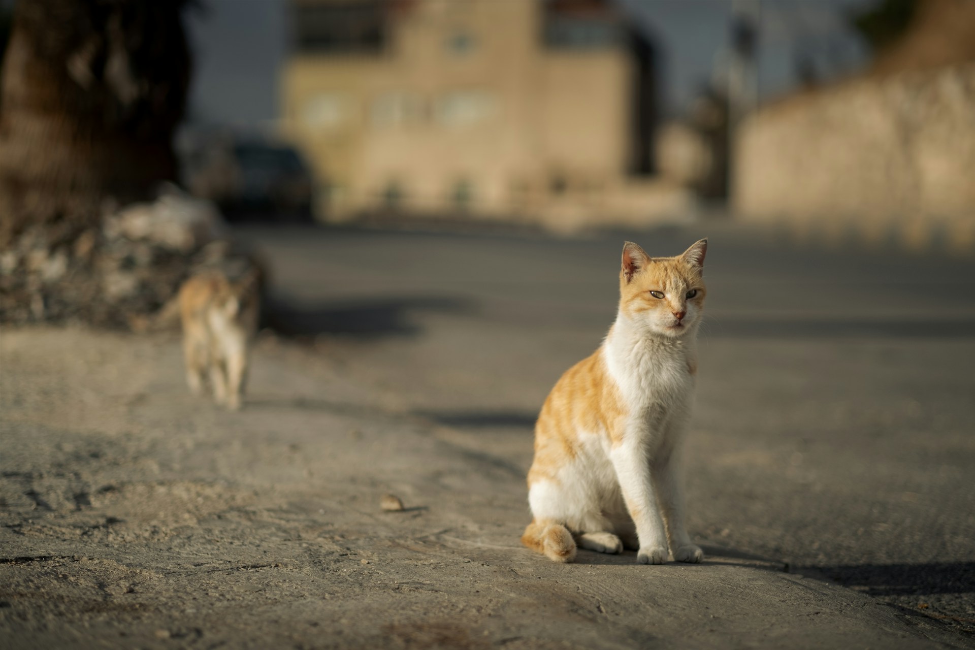 Two feral cats sitting on a street 