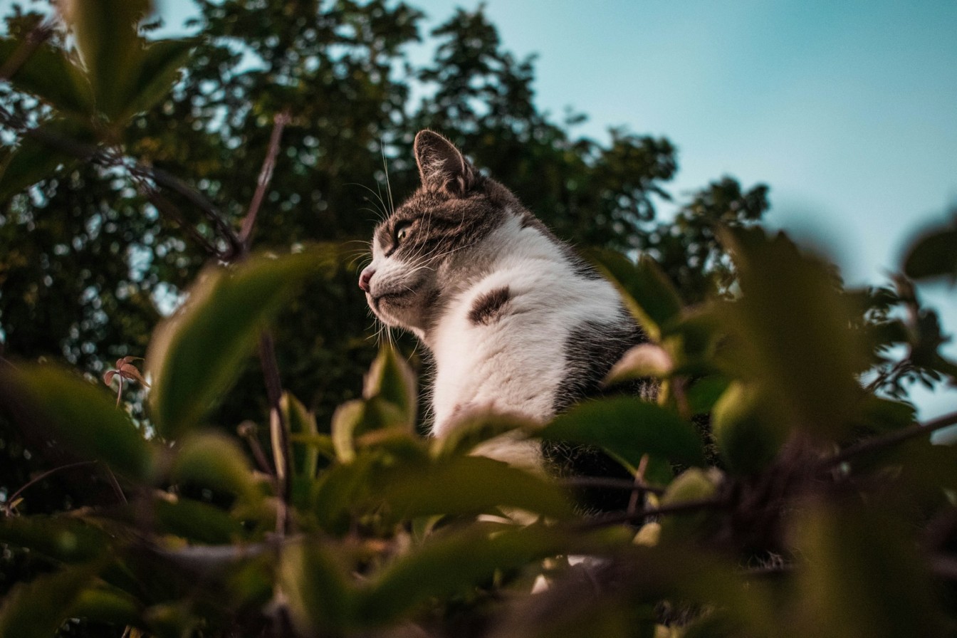 An outdoor cat in a grassy lawn