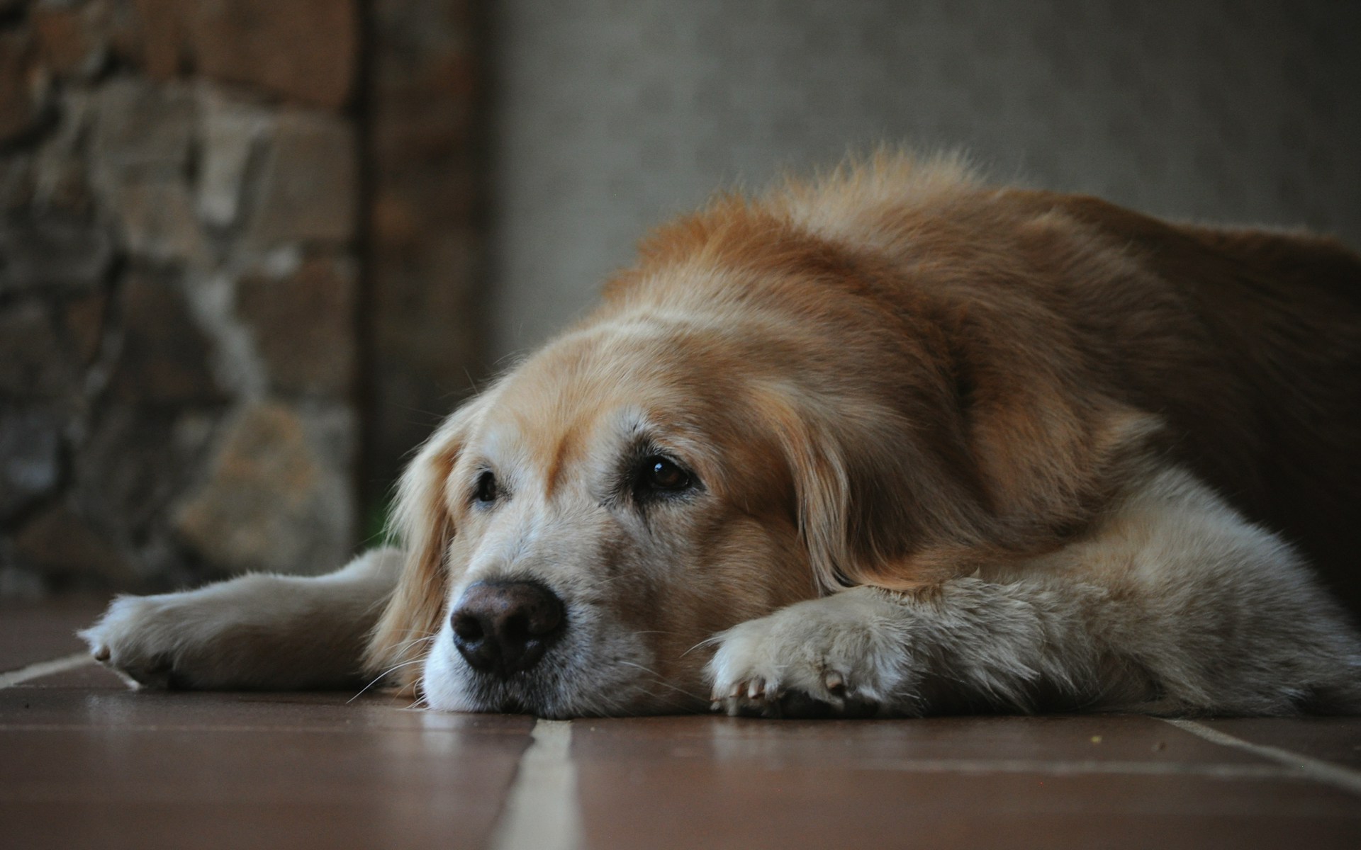 A senior dog lying on the floor indoors