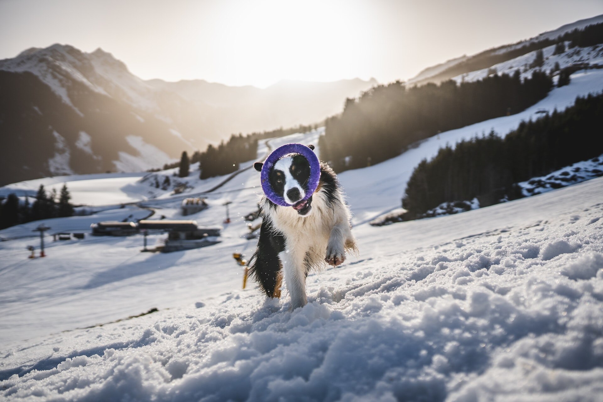A Border Collie playing with a purple chew toy on a snowy mountain side