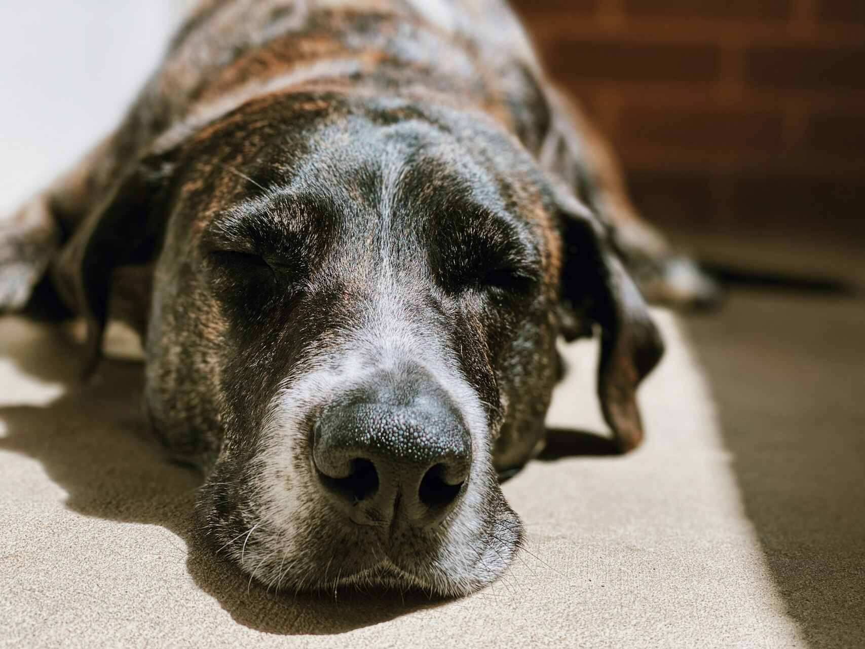 A senior dog napping in the sunlight indoors