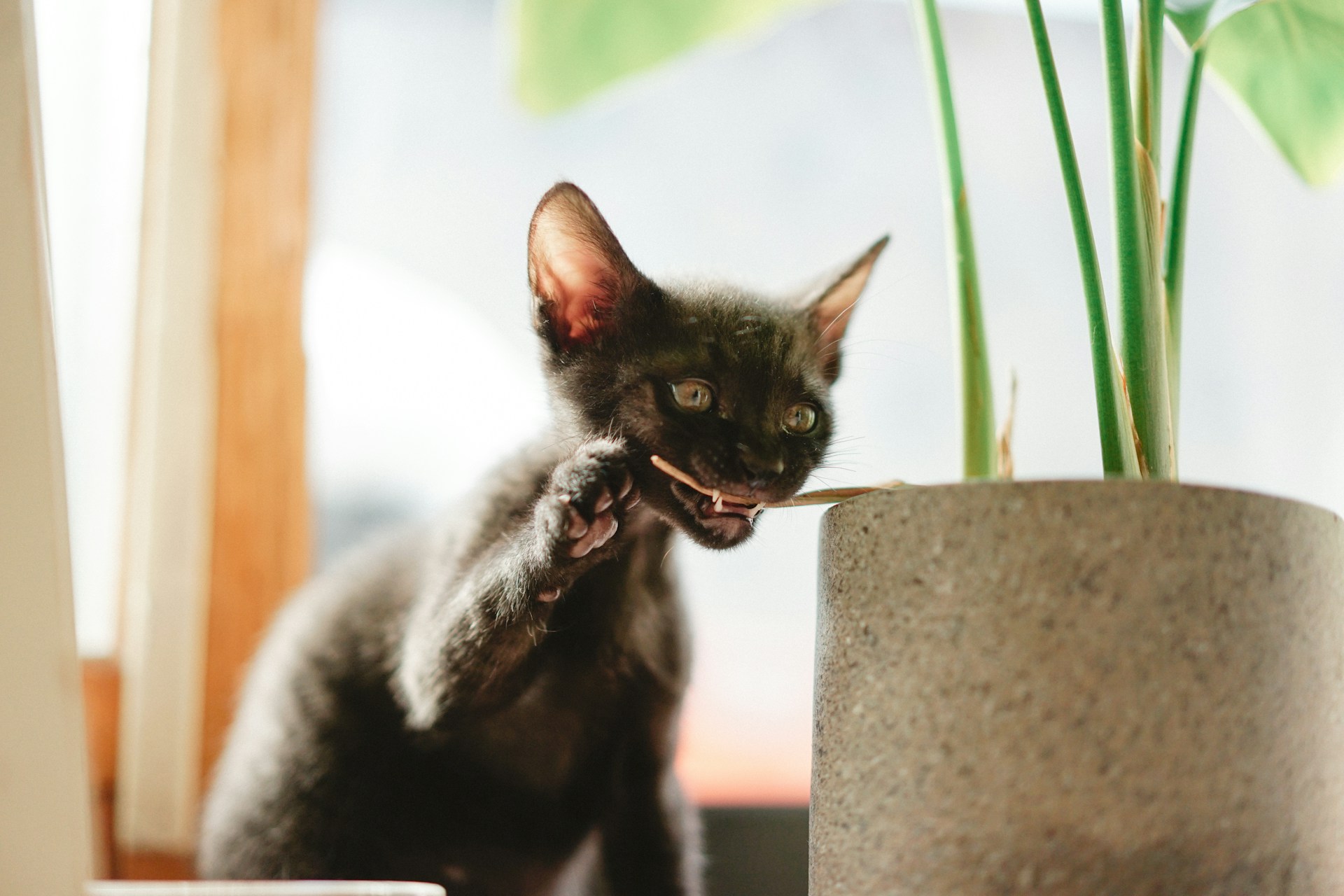 A black kitten taking a bite out of a plant