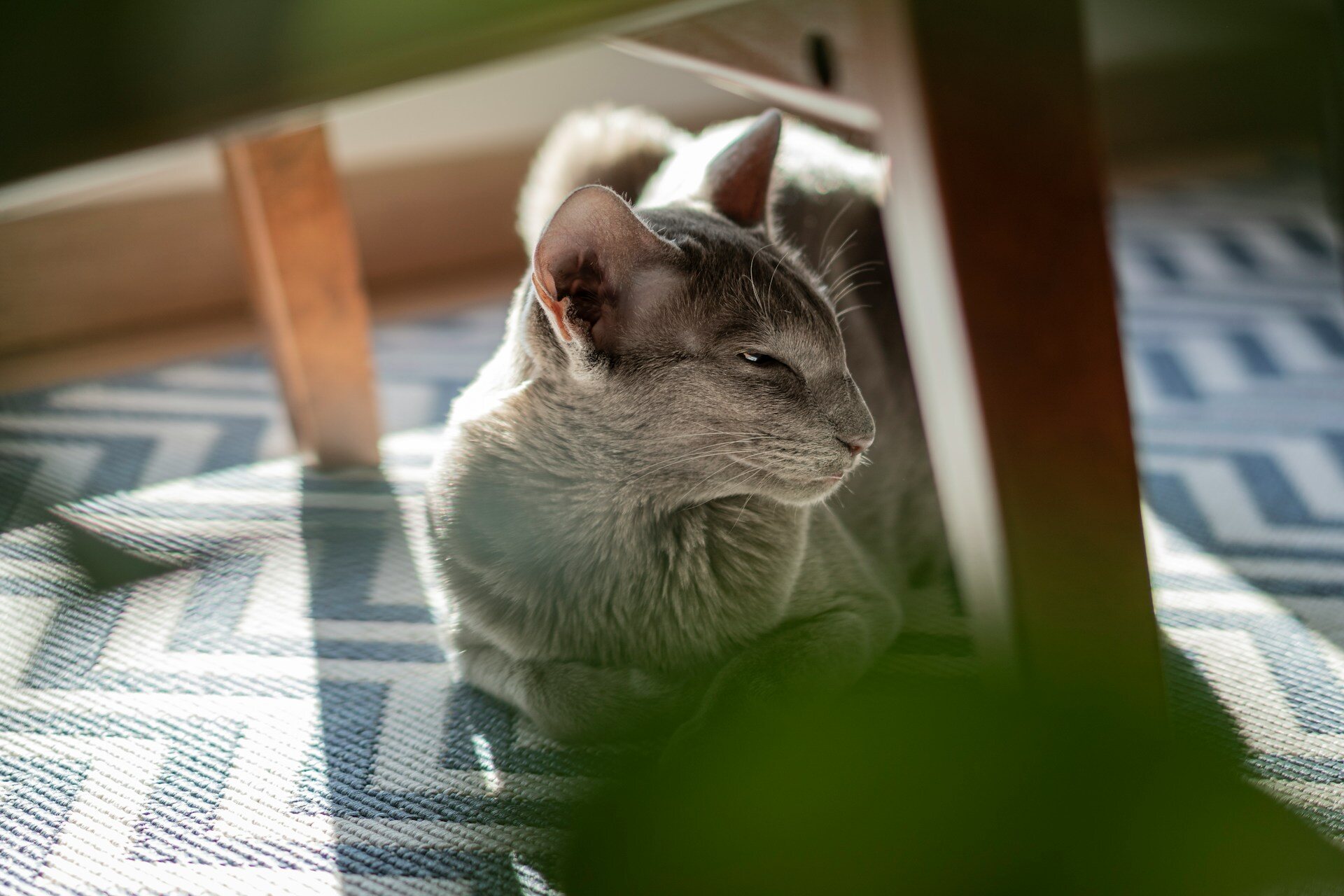 A grey cat sitting under a table indoors