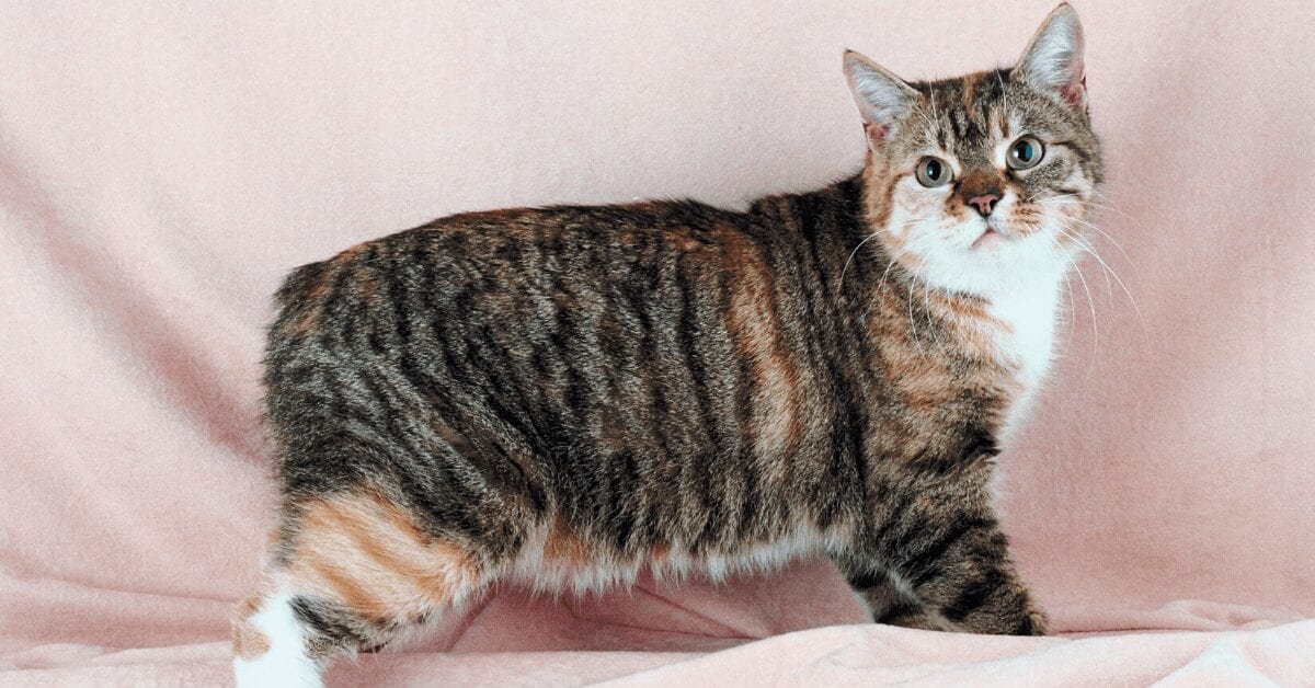 A Manx cat posing against a pink background