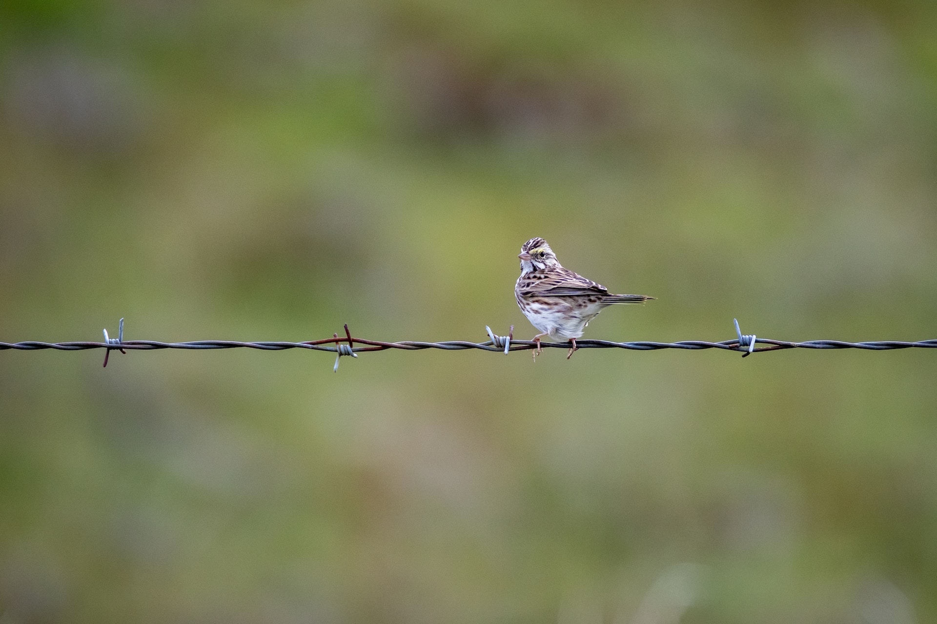 En liten fågel som sitter på taggtråd